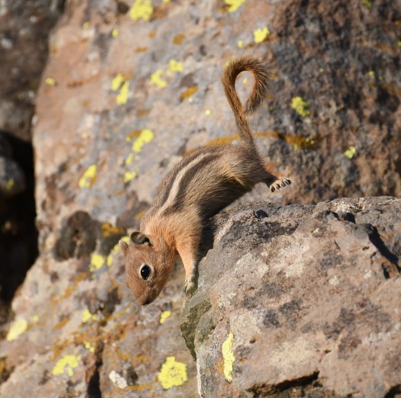 Golden-mantled Ground Squirrel
