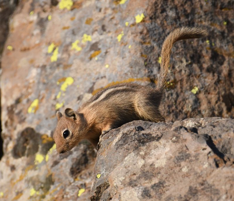 Golden-mantled Ground Squirrel