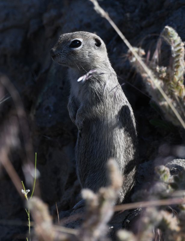 Squirrel, Piute Ground