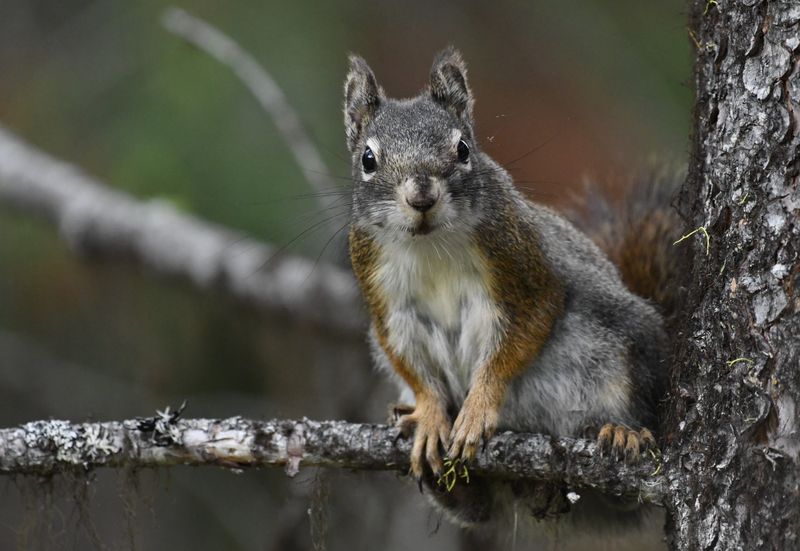 Red Squirrel