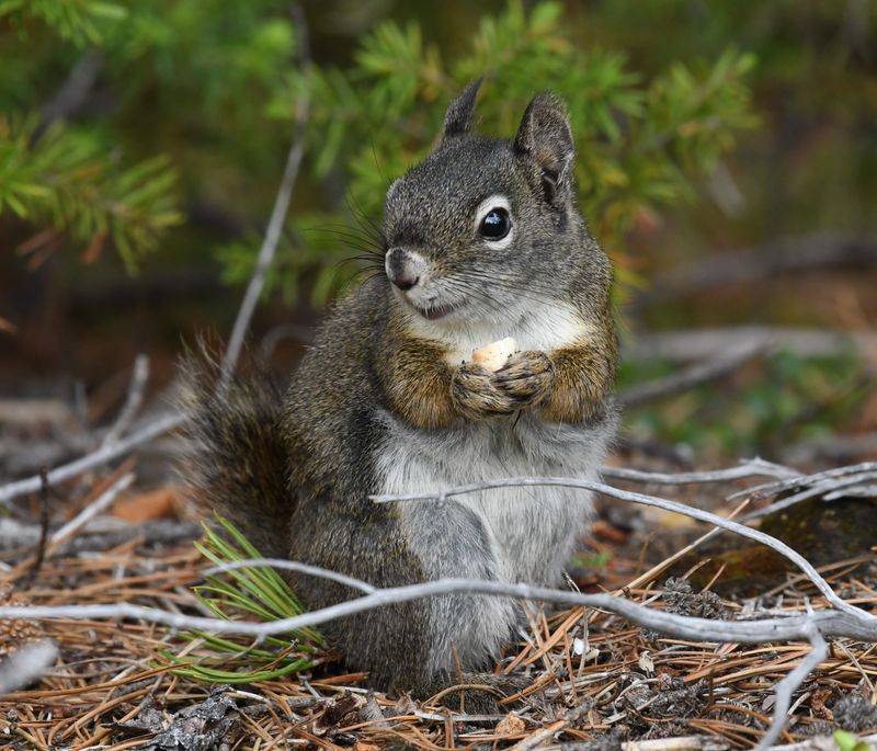 Squirrel, Red