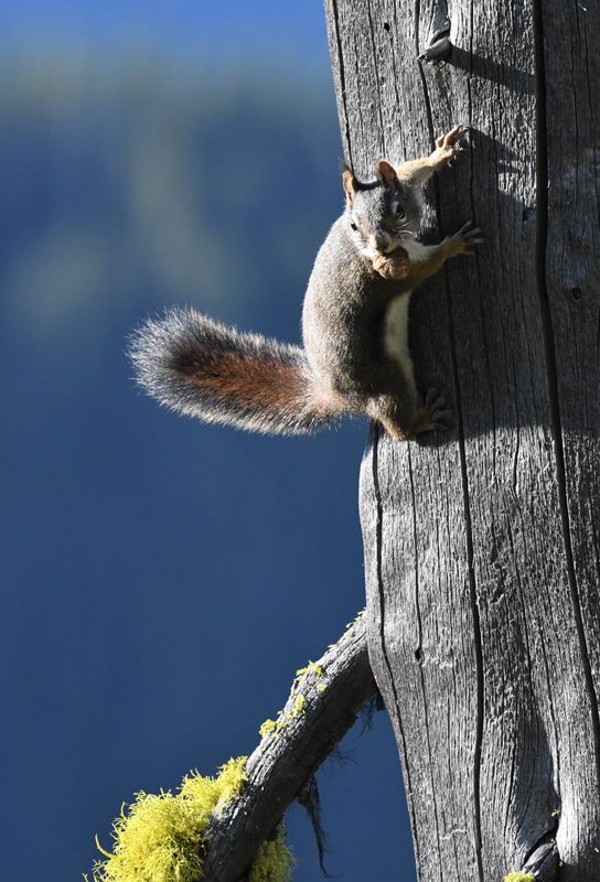 Squirrel, Red