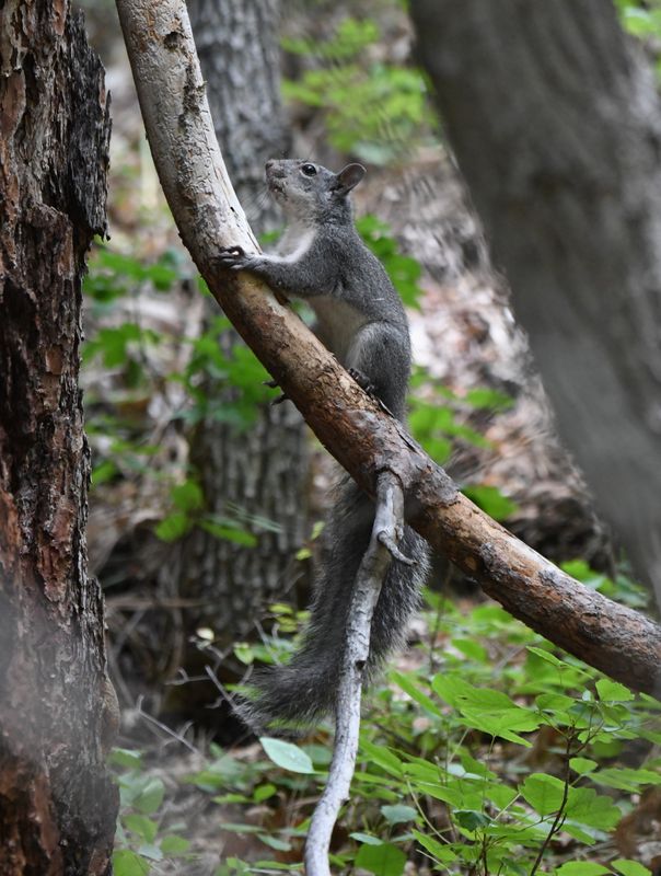 Western Gray Squirrel