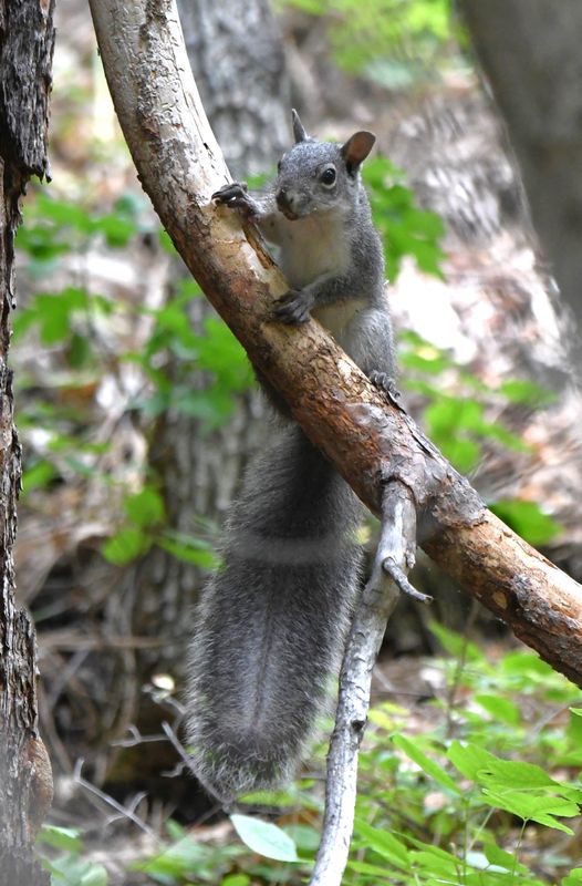 Squirrel, Western Gray