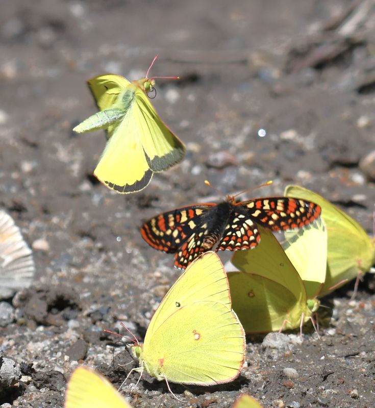 Christina's Sulphur: Colias christina and Anicia Checkerspot: Euphydryas anicia