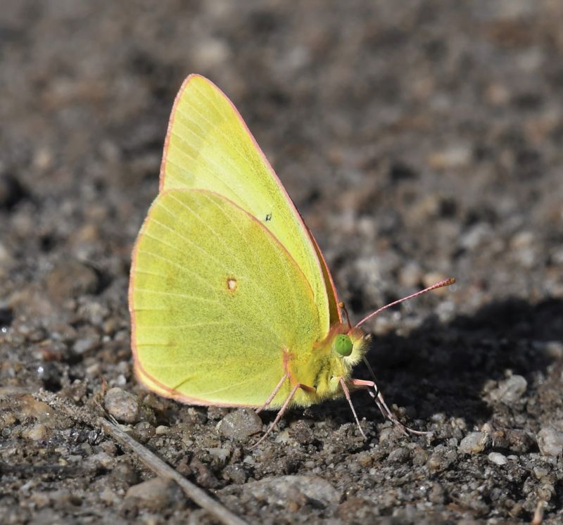 Christina's Sulphur: Colias christina