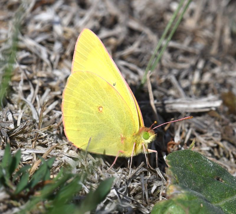 Christina's Sulphur: Colias christina