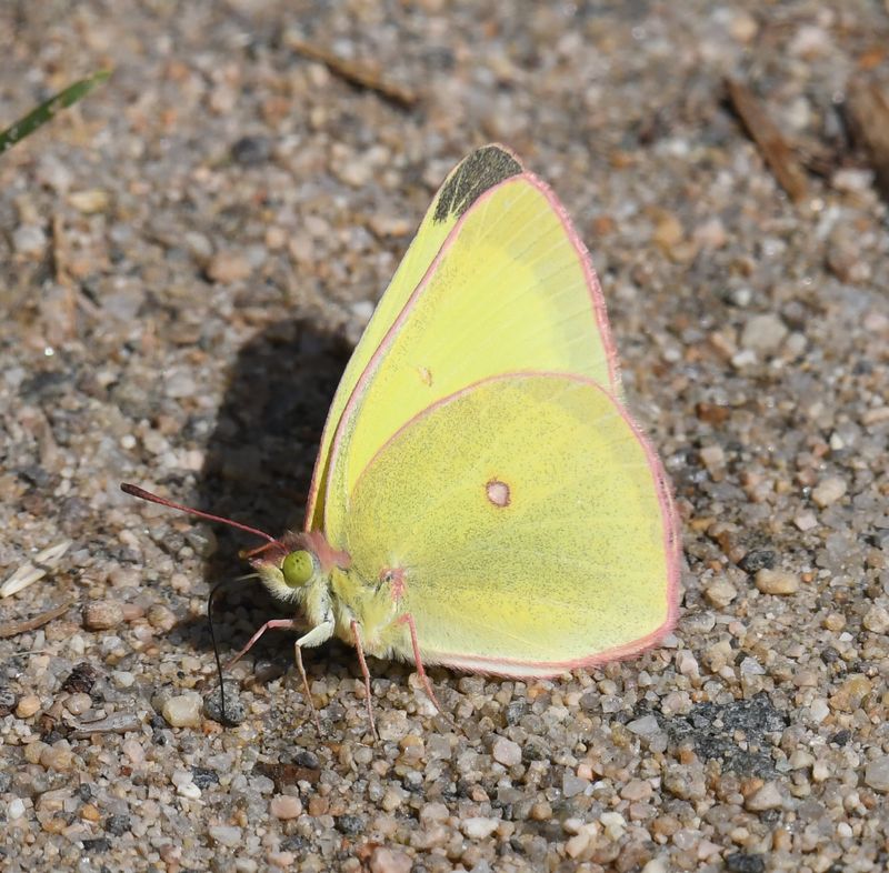 Christina's Sulphur: Colias christina