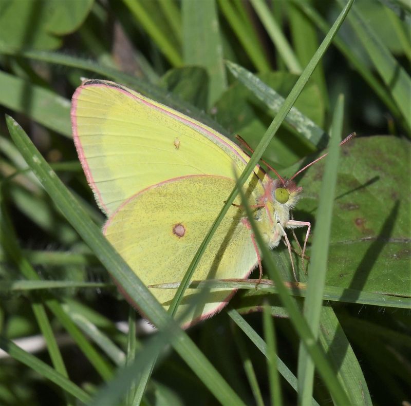 Christina's Sulphur: Colias christina