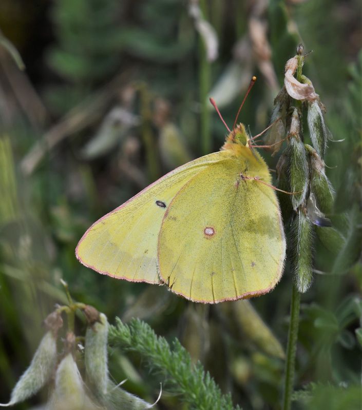 Christina's Sulphur: Colias christina