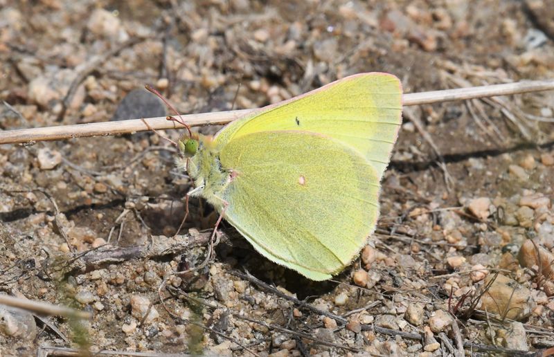 Christina's Sulphur: Colias christina