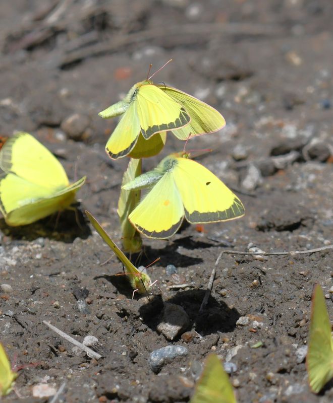 Christina's Sulphur: Colias christina