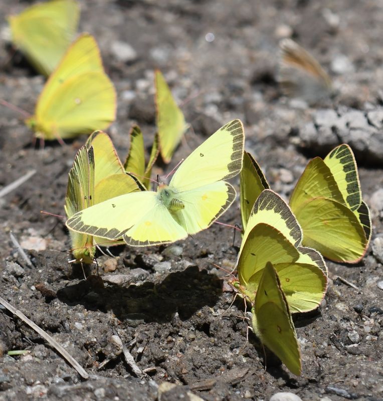 Christina's Sulphur: Colias christina