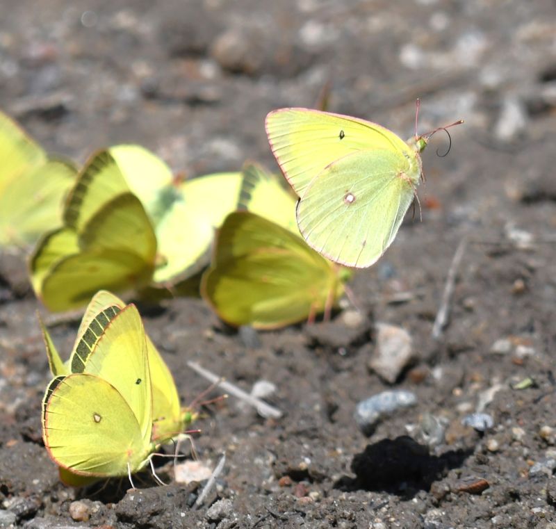 Christina's Sulphur: Colias christina