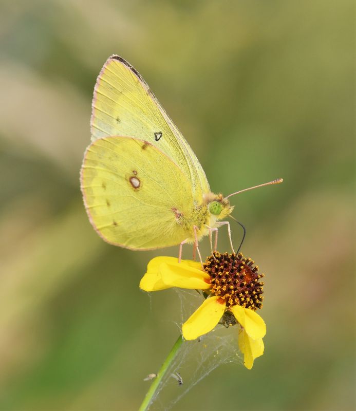 Eriphyle's Sulphur: Colias eriphyle