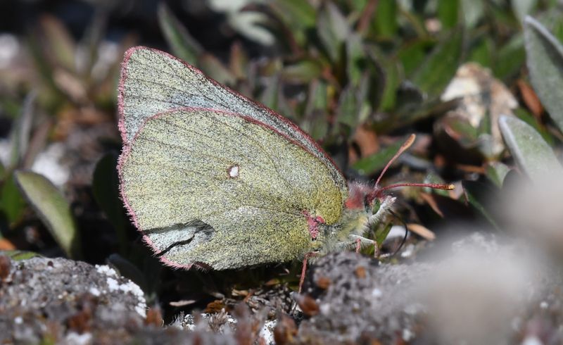 Labrador Sulphur: Colias nastes