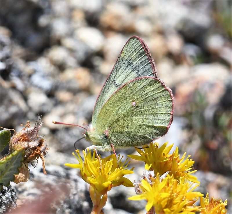 Labrador Sulphur: Colias nastes