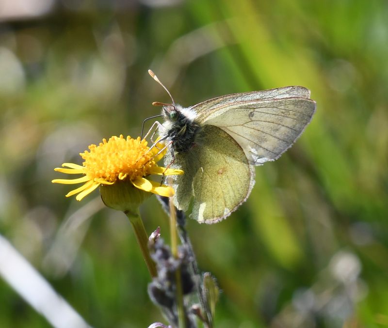 Labrador Sulphur: Colias nastes