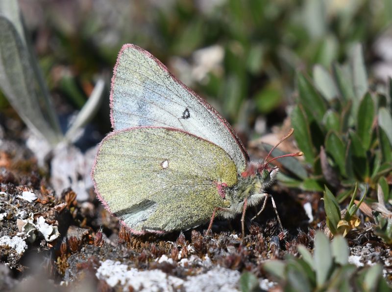 Labrador Sulphur: Colias nastes