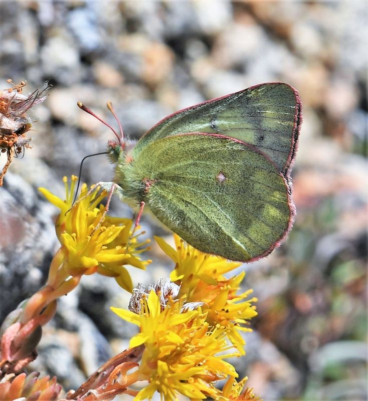 Labrador Sulphur: Colias nastes