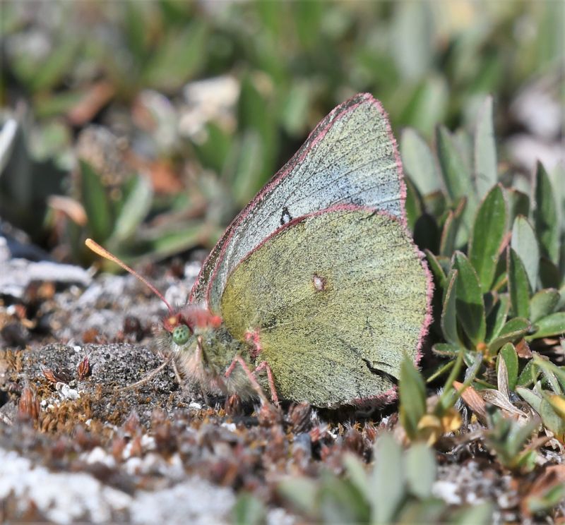 Labrador Sulphur: Colias nastes