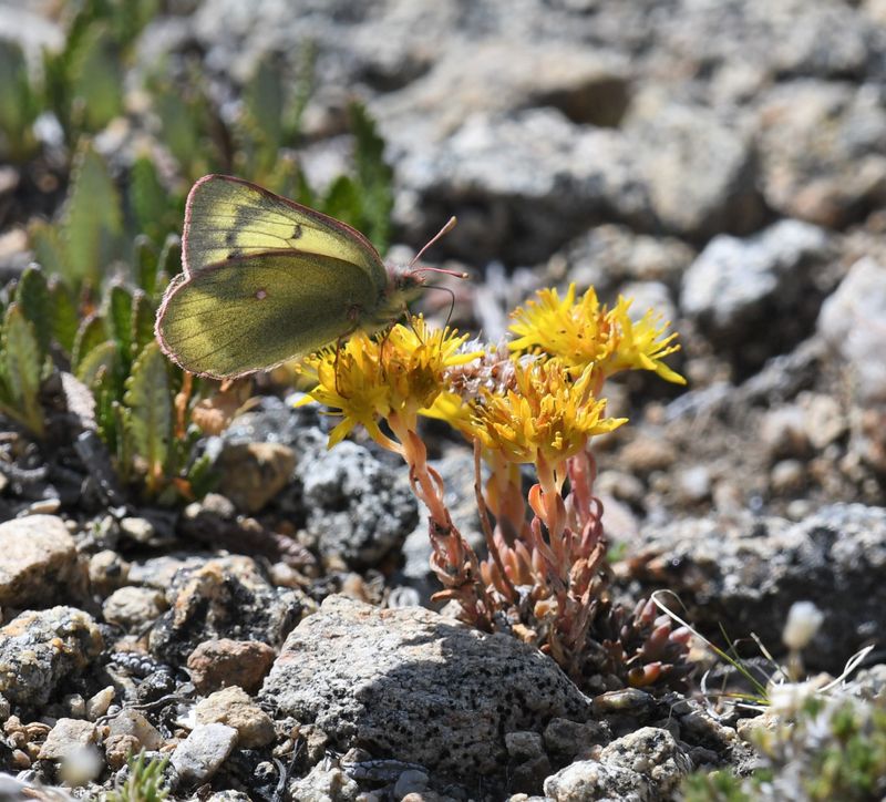 Labrador Sulphur: Colias nastes