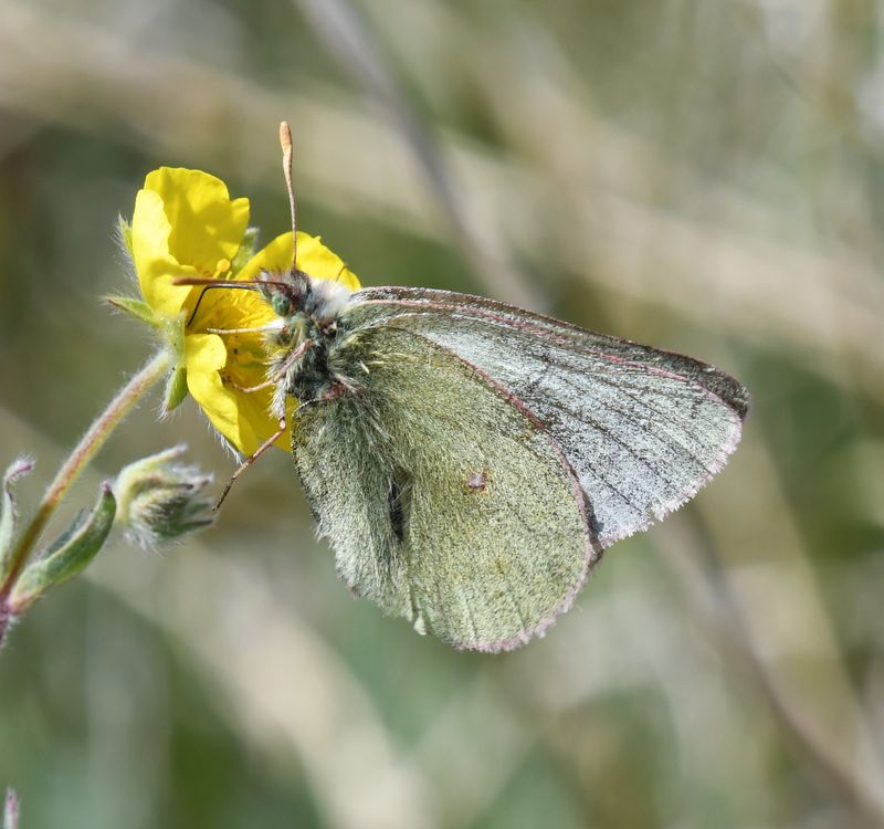 Labrador Sulphur: Colias nastes