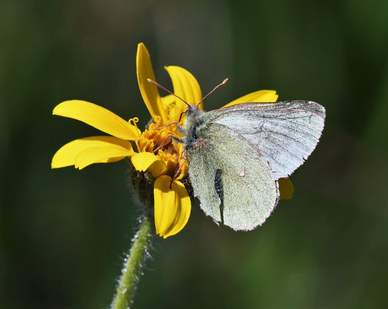 Labrador Sulphur: Colias nastes