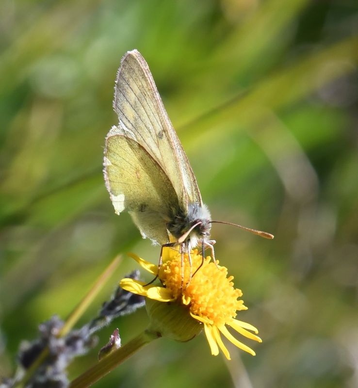 Labrador Sulphur: Colias nastes