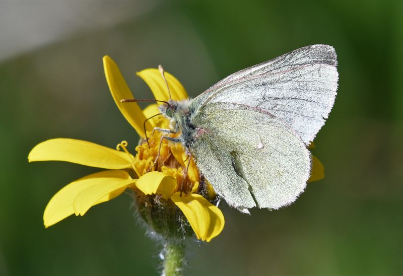 Labrador Sulphur: Colias nastes