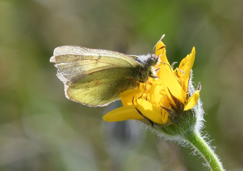 Labrador Sulphur: Colias nastes