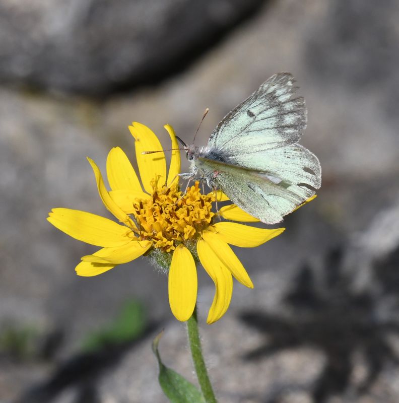 Labrador Sulphur: Colias nastes