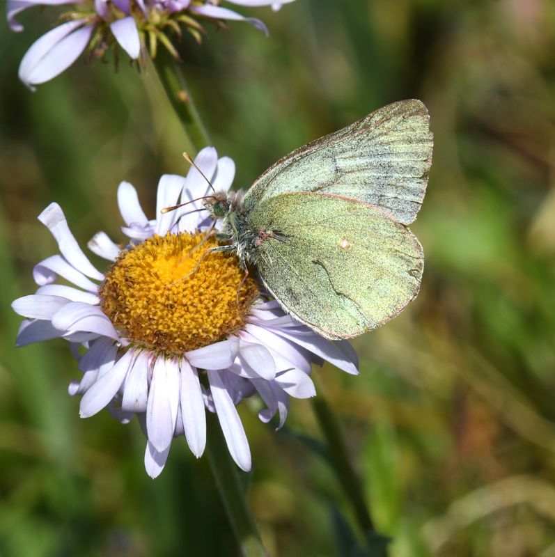 Labrador Sulphur: Colias nastes