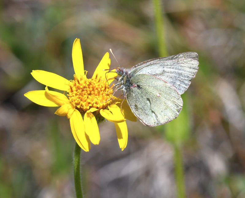 Labrador Sulphur: Colias nastes