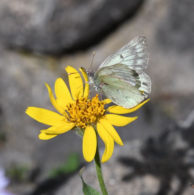 Labrador Sulphur: Colias nastes