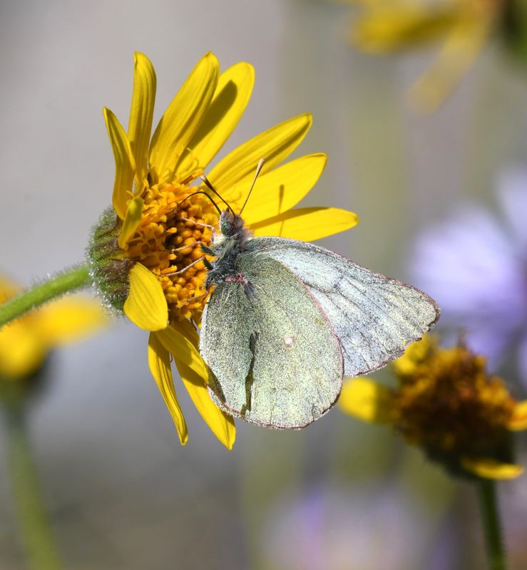 Labrador Sulphur: Colias nastes
