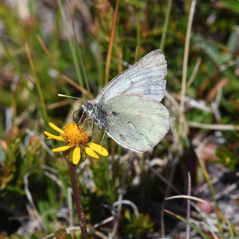 Labrador Sulphur: Colias nastes