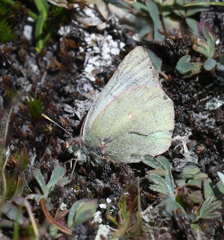 Labrador Sulphur: Colias nastes