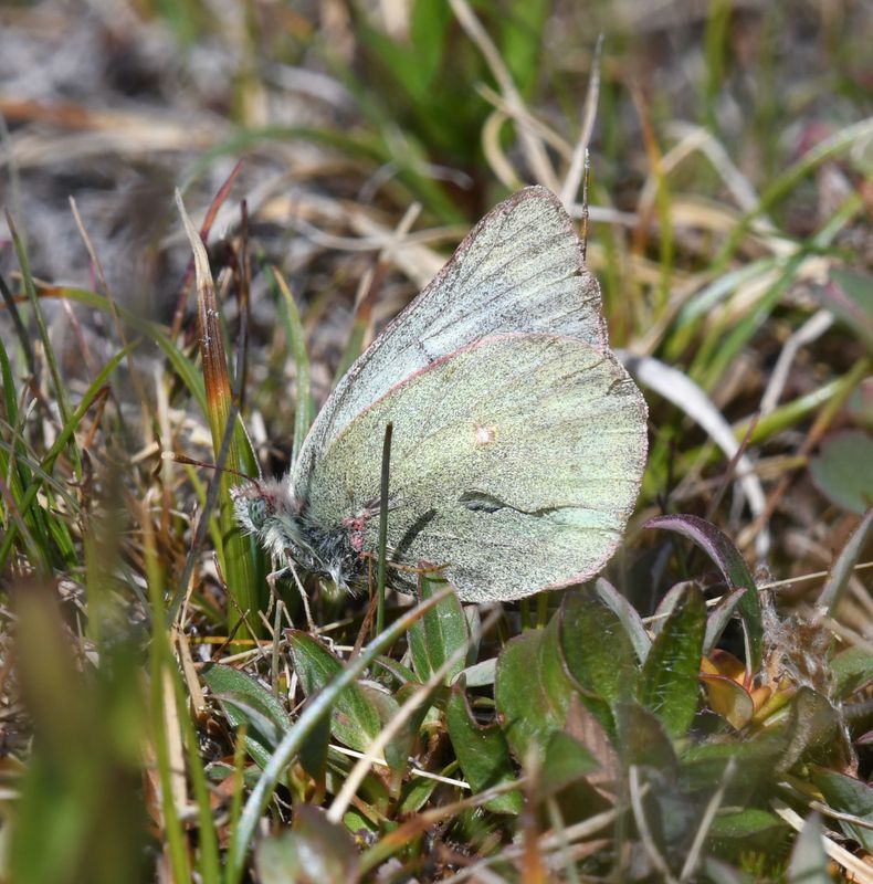 Labrador Sulphur: Colias nastes