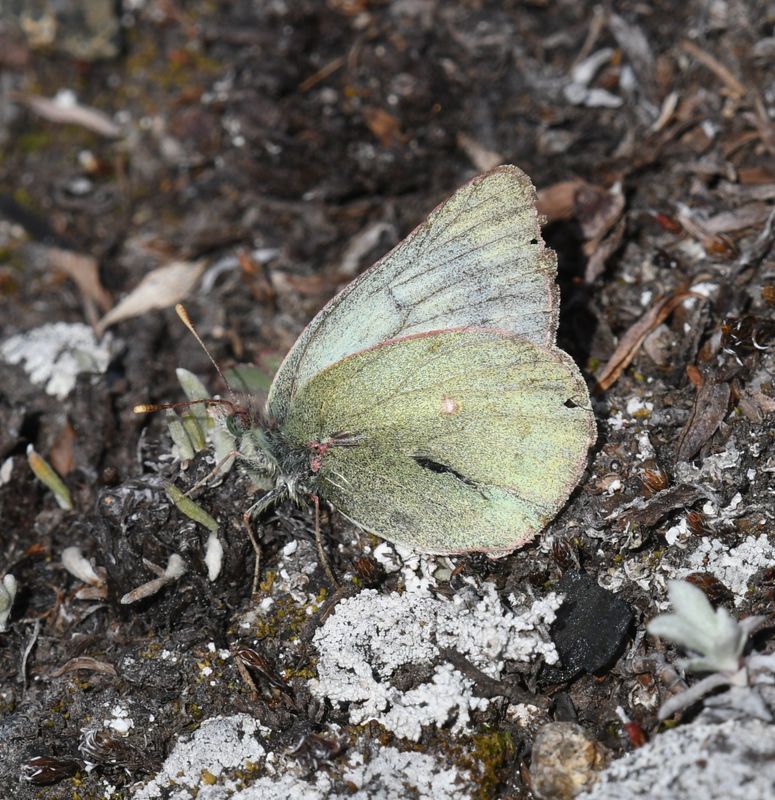 Labrador Sulphur: Colias nastes