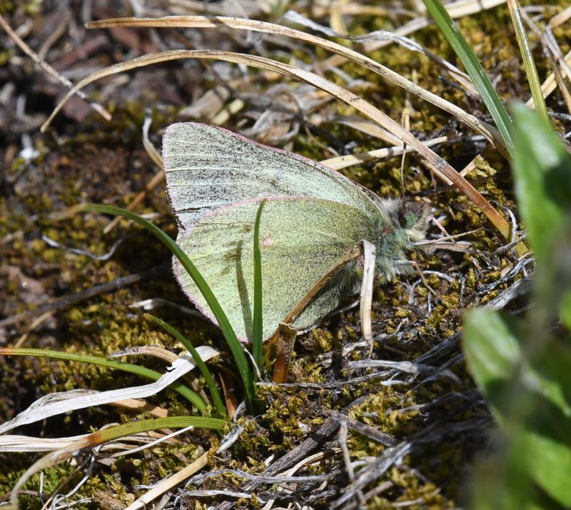 Labrador Sulphur: Colias nastes