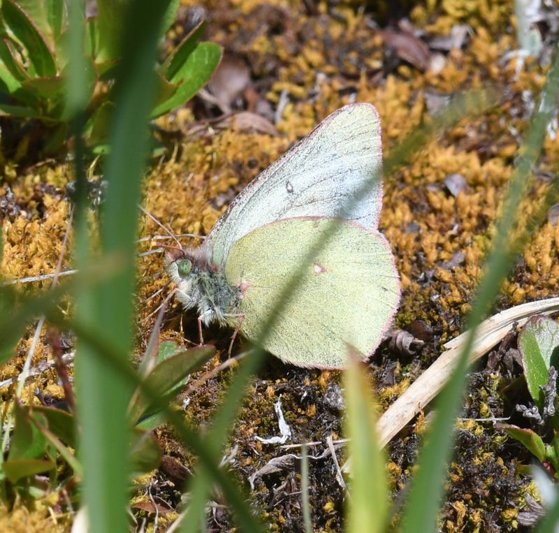 Labrador Sulphur: Colias nastes