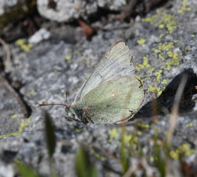 Labrador Sulphur: Colias nastes