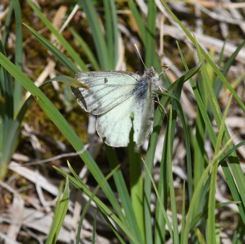 Labrador Sulphur: Colias nastes