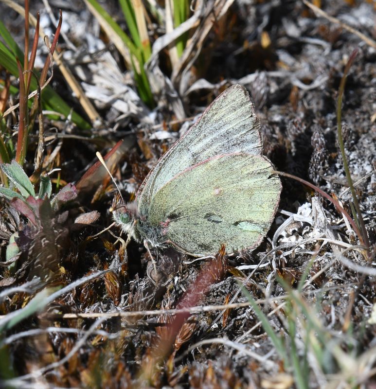 Labrador Sulphur: Colias nastes