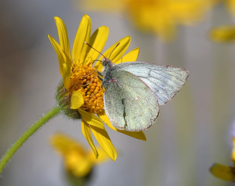 Labrador Sulphur: Colias nastes