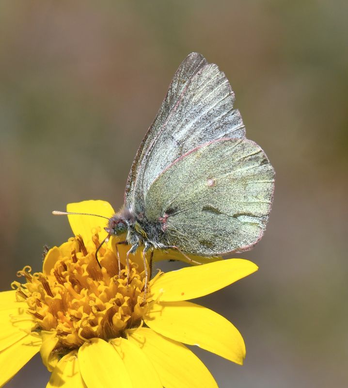Sulphur, Labrador