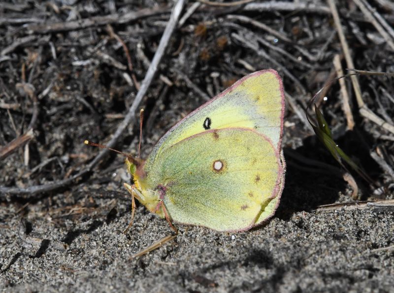 Orange Sulphur: Colias eurytheme