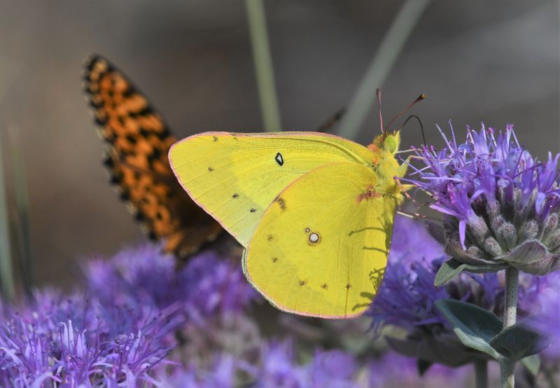 Orange Sulphur: Colias eurytheme