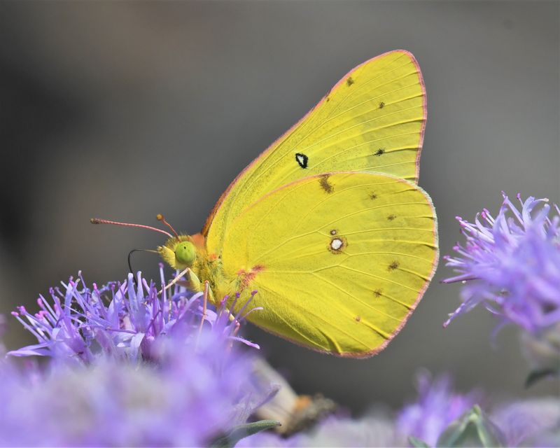 Orange Sulphur: Colias eurytheme